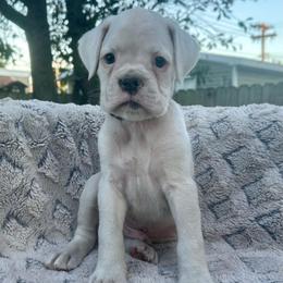 Black - Todd - White male Boxer puppy in Watervliet, New York from Shamrock's Boxers