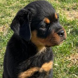 RAINBOW GIRL - Black and mahogany female Rottweiler puppy in Rossville, Kansas from Cross Creek Rottweilers