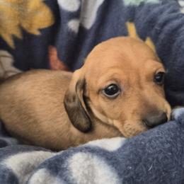Arnold - Red male Dachshund puppy in Salem, Oregon from Wonder Weenies