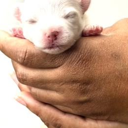 Kenya - White female Maltese puppy in Florence, Arizona from Maltese Of Arizona
