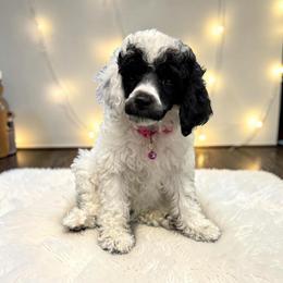 Ms. Charlotte Tilbury - Parti female Poodle puppy in Gainesville, Florida from Pipsqueak Mansion Poodles
