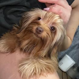 Cherry Exotic color CKC - Chocolate, tan and white female Yorkshire Terrier puppy in Cape Coral, Florida from Katherine’s Yorkies and Poodles