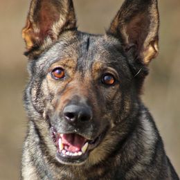 Vesta - German Shepherd