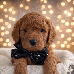 Mr. Black - Red  male Goldendoodle puppy in Greenwood, Louisiana from GoldenFido
