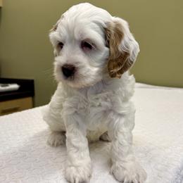 Sesame - Cream male Cockapoo puppy in Roseville, California from Darby Park Doodles
