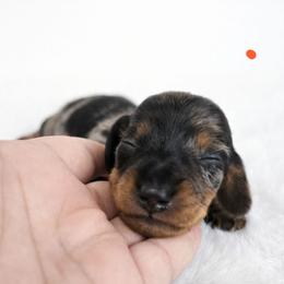 Black and tan dapple male (Orange) 3208.56 - Dapple male Dachshund puppy in Belle Rive, Illinois from Akin's Miniature Dachshunds, LLC