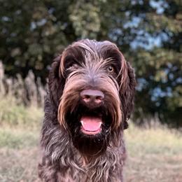 Hooch - Wirehaired Pointing Griffon