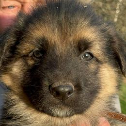 B-2 - Black and tan male German Shepherd puppy in Yuba City, California from Barton’s German Shepherds