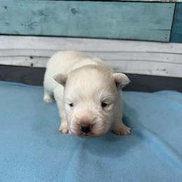 Beignet - White male Pomsky puppy in Krum, Texas from Paw-Some Pomskies
