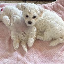 Bichon Frises from Weeping Willow Farm
