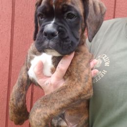 Boxer Puppies from SmashBox Kennel
