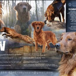 Golden Retriever puppies from Companion Goldens of the Carolinas