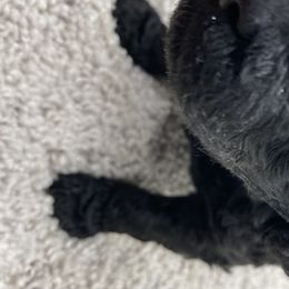 Girl 3 - Poodle puppy in Sherman, Texas from Ruth’s Poodles