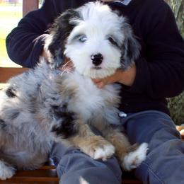 Willow-BLUE EYE - Blue merle female Bernedoodle puppy in Apple Creek, Ohio from Cuddle Paws