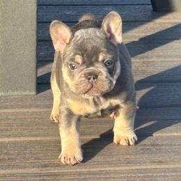 Cider - Tricolors male French Bulldog puppy in South Bend, Indiana from Furever Faithful Frenchies LLC