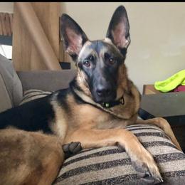 Roxy - German Shepherd