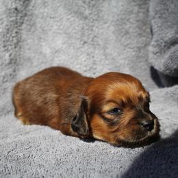 Brandon 3000 - Sable male Dachshund puppy in Midland, Texas from The Barefield Doxies