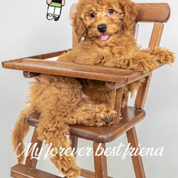 Cockapoo and Goldendoodle Puppies from My Forever Best Friend