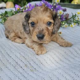 Otter - Dapple male Dachshund puppy in Richburg, New York from Granny's babies