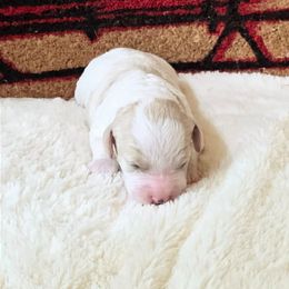 Peppermint - Blenheim female Cavapoo puppy in Casa Grande, Arizona from Curls and Camo Pups