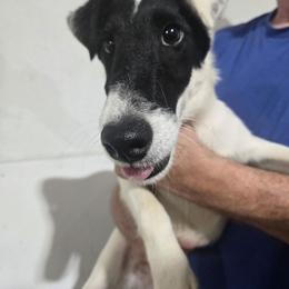 Chip - White and black male Smooth Fox Terrier puppy in Lake City, Florida from Providence Kennels