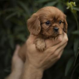 Cavalier King Charles Spaniel and Golden Retriever Puppies from Tsarevich Goldens and Cavaliers