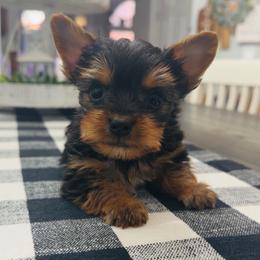 Dexter - Black and tan male Yorkshire Terrier puppy in Indianapolis, Indiana from Tails of Grace