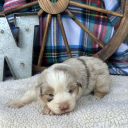 Autumn - Red merle female Miniature Australian Shepherd puppy in Checotah, Oklahoma from Wild Outlaw Aussies