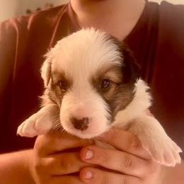 Prince Toby - Sable male Border Collie puppy in Lebanon, Oregon from Cahill’s Canines