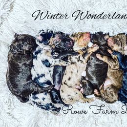 Aussiedoodle Puppies from Rowe Farms Doodles