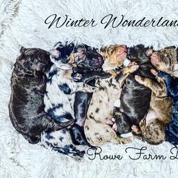 Aussiedoodle Puppies from Rowe Farms Doodles