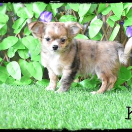 Ken - Merle male Chihuahua puppy in Demorest, Georgia from Sourpatch Chihuahuas