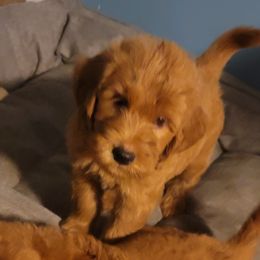 Fred - Red  Goldendoodle puppy in Wolcottville, Indiana from Indiana Goldens