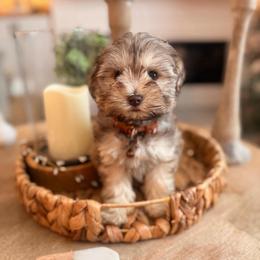 Benji - Wheaten male Miniature Schnauzer puppy in Orange City, Florida from Xaysha’s Miniature Schnauzers