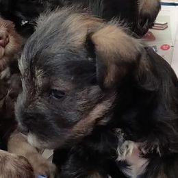 Miniature Schnauzers from Kenton Kennels