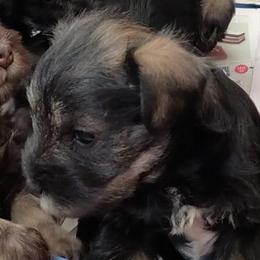 Miniature Schnauzers from Kenton Kennels