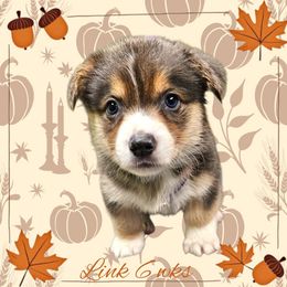 Snickers - Gray and white male American Corgi puppy in Mansfield, Ohio from Moonrise corgis