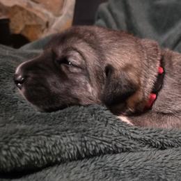 Girl 2- Hot Pink - Fawn female Anatolian Shepherd Dog puppy in La Grange, Georgia from Florida Anatolian Shepherds