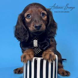 Percy - Red male Dachshund puppy in Clever, Missouri from Autumn Breeze Dachshunds