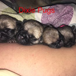 Pug Puppies from Dixie Pugs of Tn