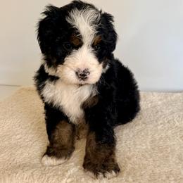 Ace - Tri-color male Bernedoodle puppy in Midland, Texas from Southern Oak Breeders LLC