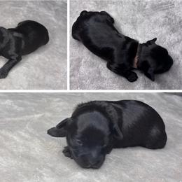 Red male - Chocolate, tan and white male Yorkshire Terrier puppy in Crandall, Texas from Dee’s pretty puppies