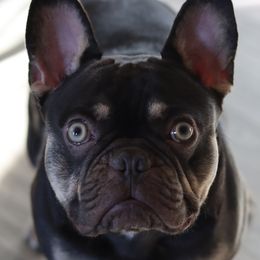 Xavi - French Bulldog