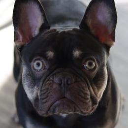 Xavi - French Bulldog
