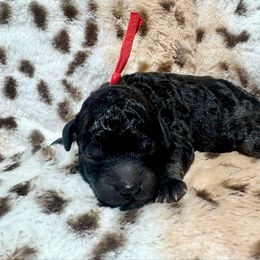 Red - Phantom male Poodle puppy in Simms, Texas from Donna’s Aussies & Pink Heart Poodles