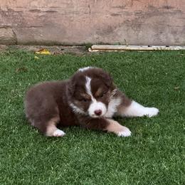 Girl 2 - female Australian Shepherd puppy in Villa Park, California from C-Star Australian Shepherds