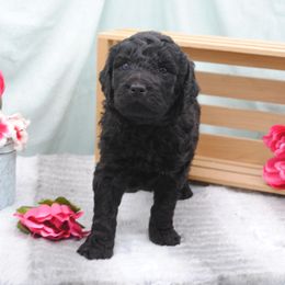 Girl 2 - Goldendoodle puppy in Rexburg, Idaho from Obsidian Creek Doodles LLC