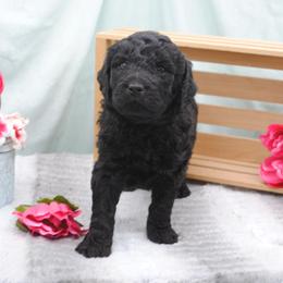 Girl 2 - Goldendoodle puppy in Rexburg, Idaho from Obsidian Creek Doodles LLC