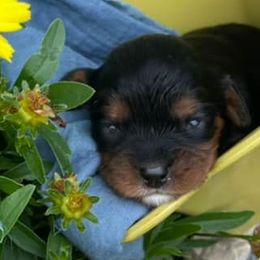 Cavalier King Charles Spaniels from Dakota Royal's CKCS