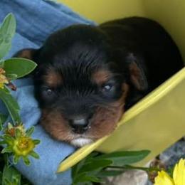 Cavalier King Charles Spaniels from Dakota Royal's CKCS